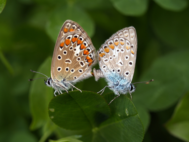 Lycaena phlaeas, Polyommatus icarus,  Leptotes pirithous